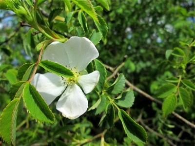 Hunds-Rose (Rosa canina) in einem aufgelassenen Gartengrundstück in Brebach