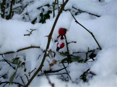 Baies d'églantiers sous la neige