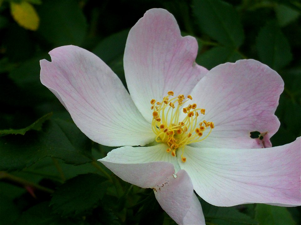 Rosa canina flowers close up, Sierra Madrona, Spain