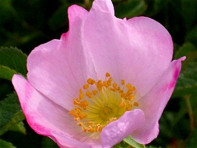 Rosa canina close up Dehesa Boyal de Puertollano, Spain photo