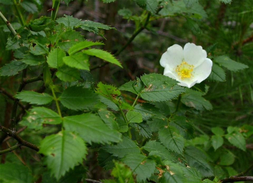 Rosa canina in the wild, Castelltallat, Catalonia