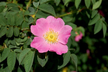 Rosa tomentosa

 Wildrose "Rosa tomentosa"