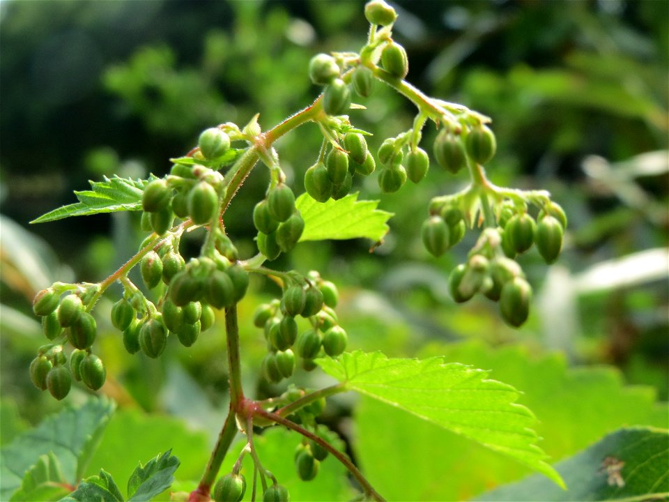 Wilder Hopfen (Humulus lupulus) an der Saar in Saarbrücken