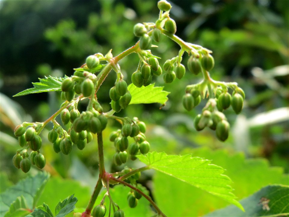 Wilder Hopfen (Humulus lupulus) an der Saar in Saarbrücken photo