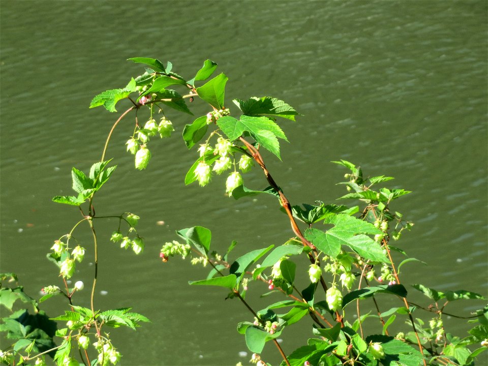 Wilder Hopfen (Humulus lupulus) an der Saar in Saarbrücken