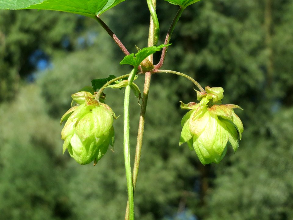 Wilder Hopfen (Humulus lupulus) am Rhein bei Altlußheim