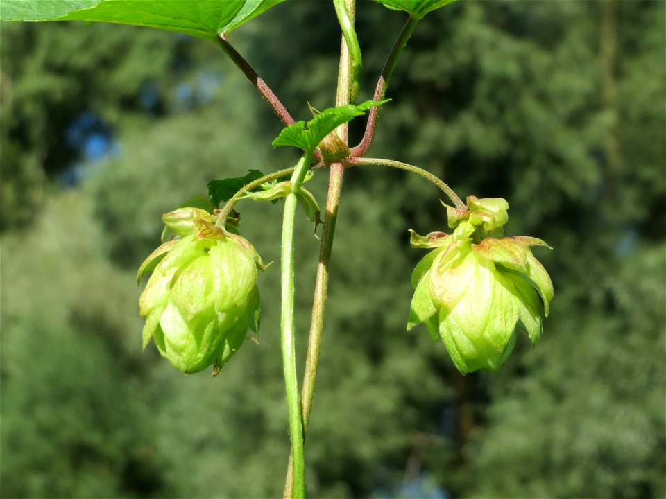 Wilder Hopfen (Humulus lupulus) am Rhein bei Altlußheim photo