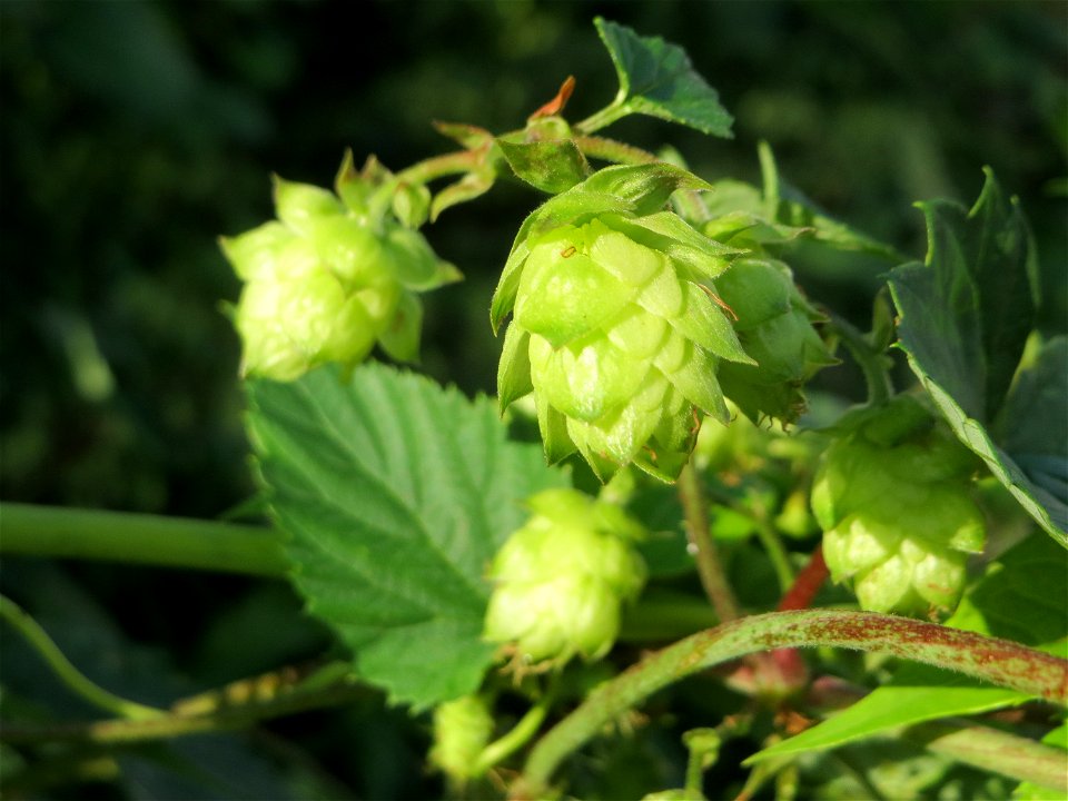 Verwilderter Hopfen (Humulus lupulus) in Schwetzingen