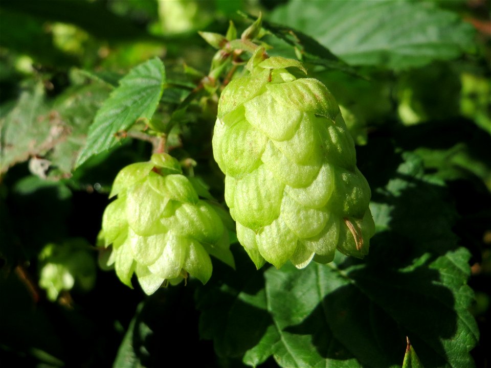 Verwilderter Hopfen (Humulus lupulus) in Schwetzingen