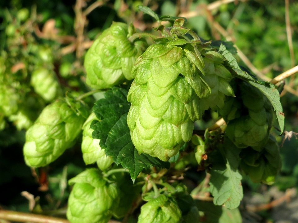 Verwilderter Hopfen (Humulus lupulus) in Schwetzingen - der Hopfenanbau in der Region ist schon seit Jahrzehnten eingestellt worden, verwildert kommt er aber häufig vor, an Ruderal-Flächen in der Stad