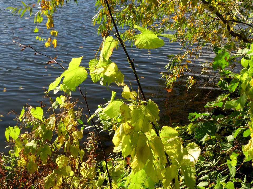 Wilder Hopfen (Humulus lupulus) an der Saar vor dem Heizkraftwerk in Saarbrücken