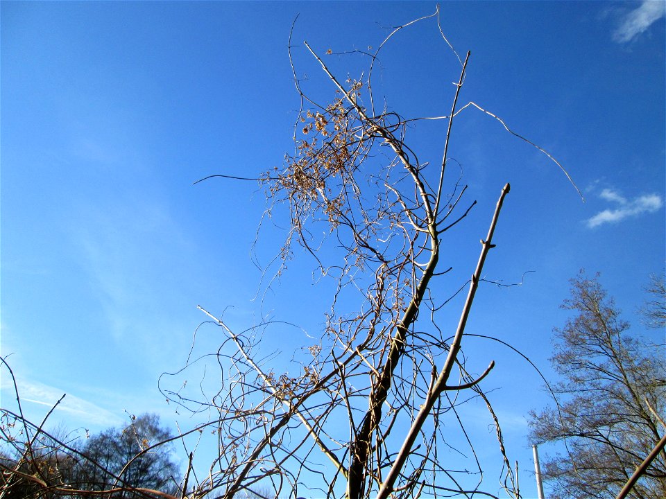 Wilder Hopfen (Humulus lupulus) im Naturschutzgebiet „St. Arnualer Wiesen“
