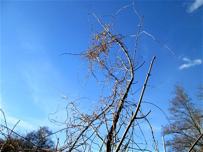 Wilder Hopfen (Humulus lupulus) im Naturschutzgebiet „St. Arnualer Wiesen“ photo