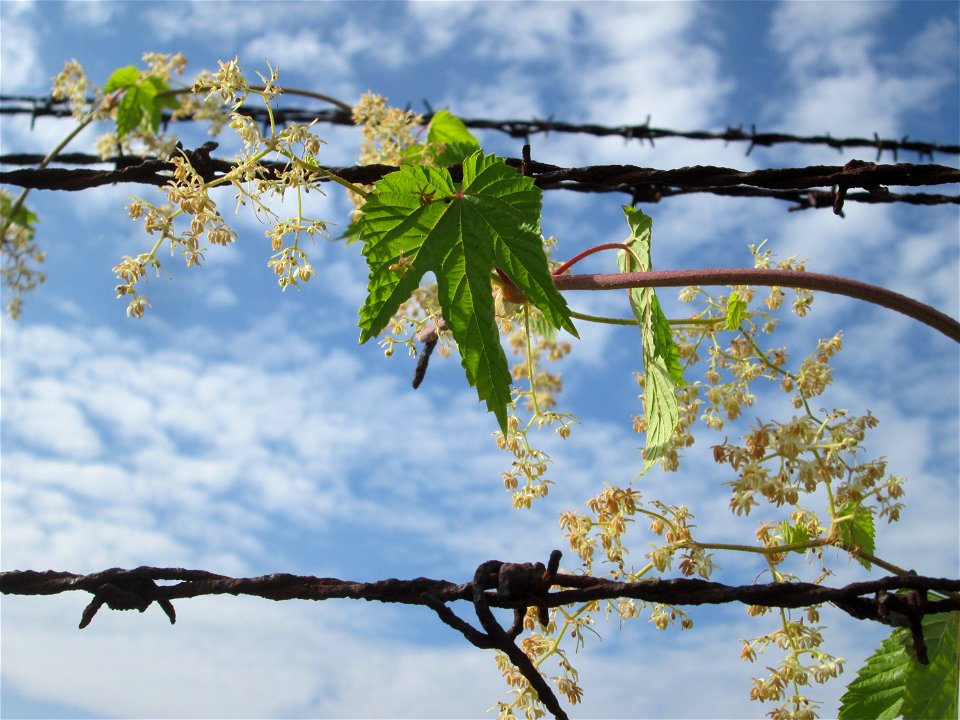 Wilder Hopfen (Humulus lupulus) in Brebach