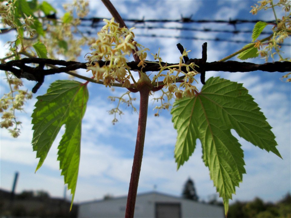 Wilder Hopfen (Humulus lupulus) in Brebach