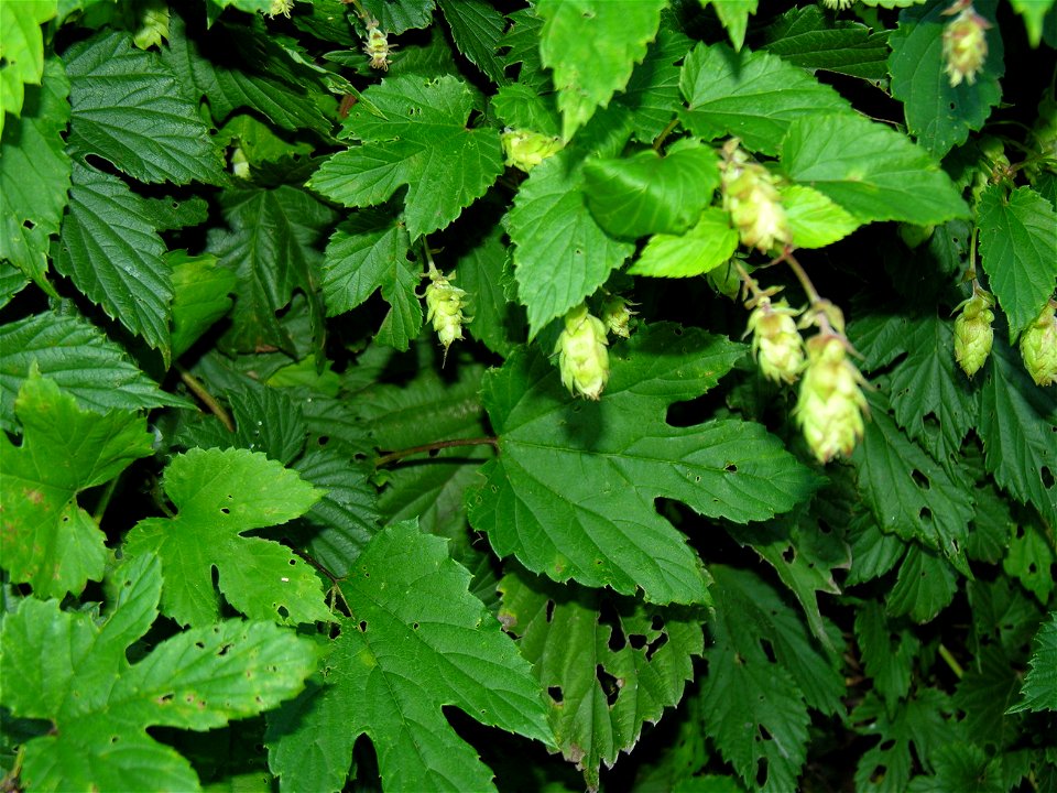 Paprastasis apynys (Humulus lupulus) Fam. Kanapiniai (Cannabaceae) Foto: Algirdas, 2005 m. liepos mėn. photo