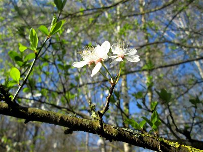 Vogelkirsche (Prunus avium) im Naturschutzgebiet "St. Arnualer Wiesen" photo