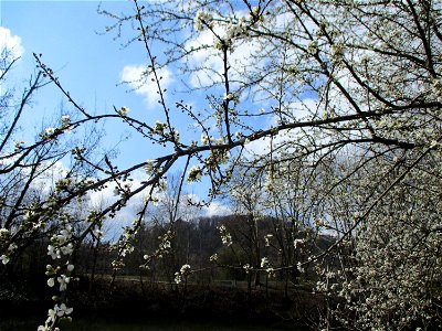Vogelkirsche (Prunus avium) an der Saar in Saarbrücken photo