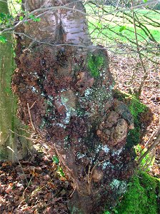 A burr or canker on a Wild Cherry / Gean, Speir's school, Beith, North Ayrshire, Scotland. photo