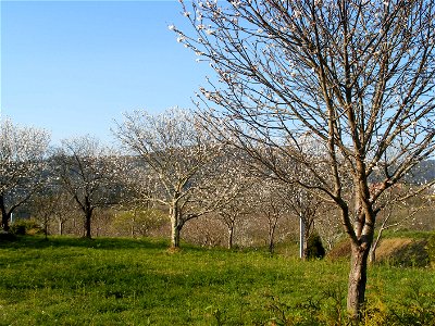 Cerdeiras en flor en Ombre, Pontedeume photo