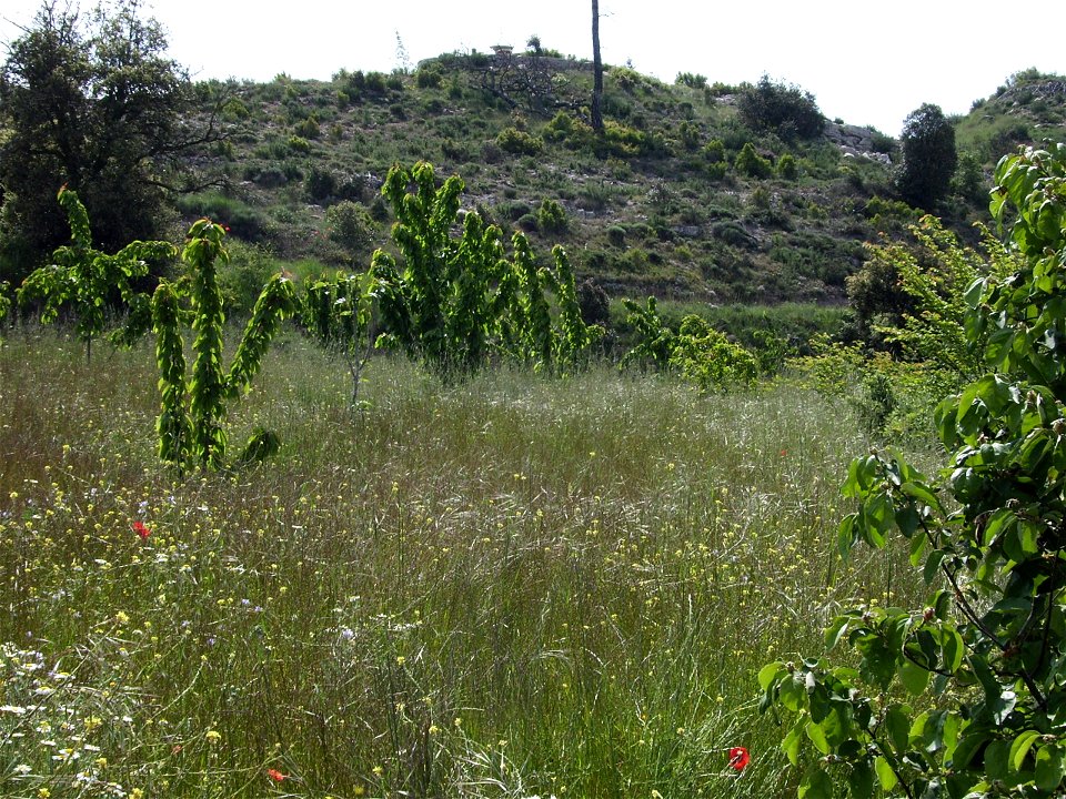 Image:Cirerers Prunus avium .jpg

Self. Rainfeed Cherry trees in Castelltallat, Catalonia