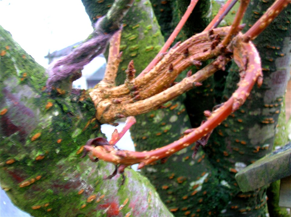 Fasciation on a Flowering Cherry tree, Gateside, North Ayrshire, Scotland.