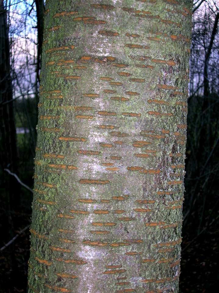 Lenticels on a mature Gean or Wild Cherry.