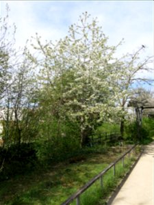Wild cherry of the coulée verte of Colombes flowering (Hauts-de-Seine, France). photo