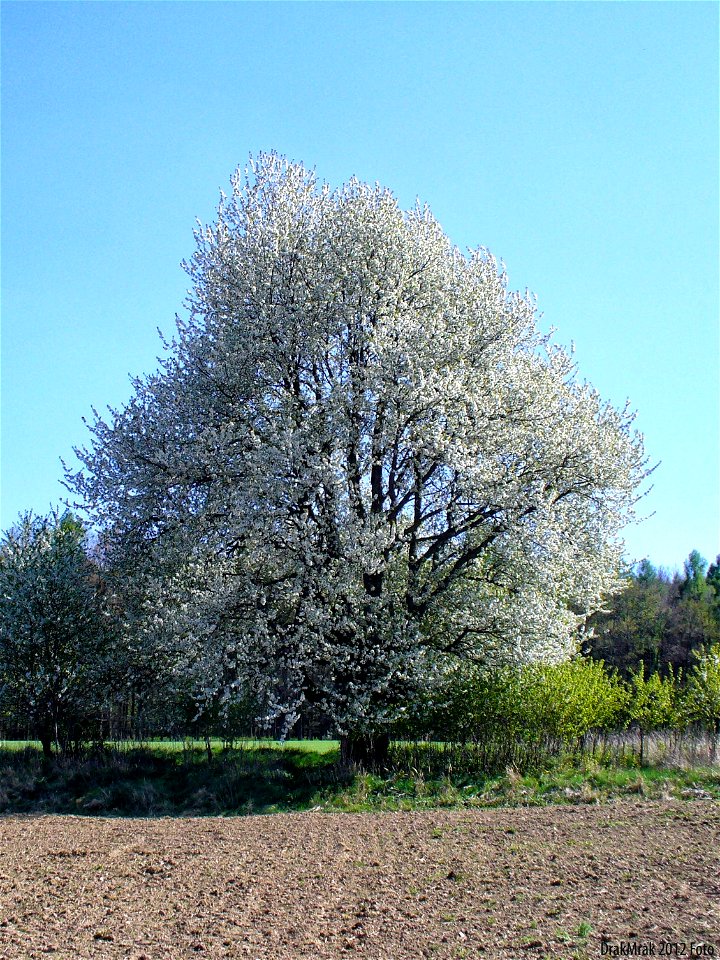 Třešeň ptačí (Prunus avium) - pohled z pole v květu
