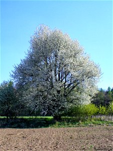 Třešeň ptačí (Prunus avium) - pohled z pole v květu photo