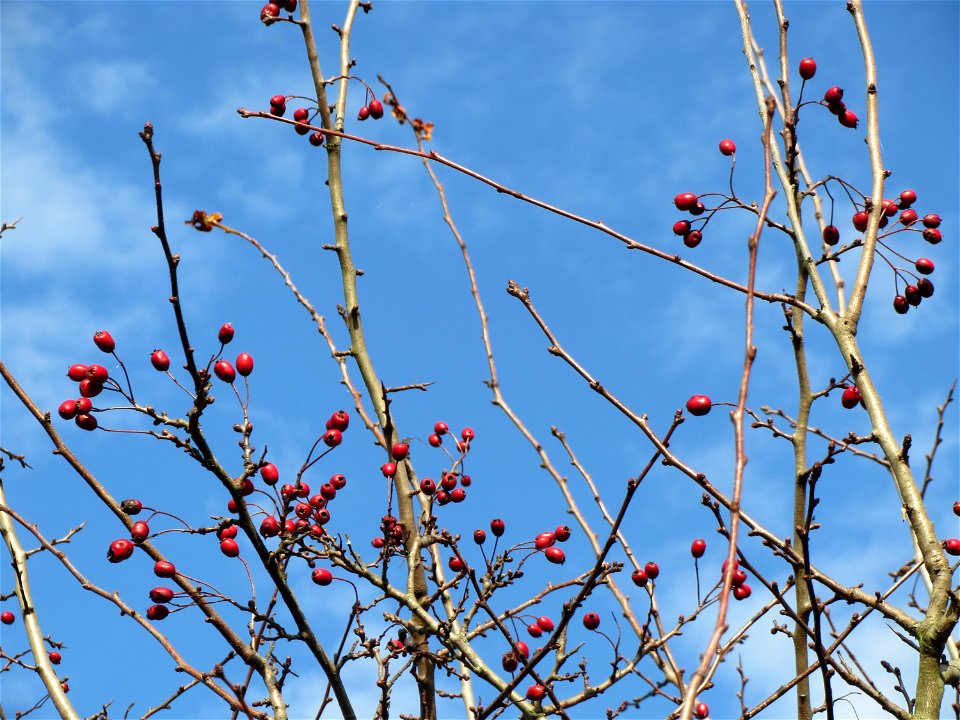 Weißdorn (Crataegus monogyna) im Naturschutzgebiet St. Arnualer Wiesen