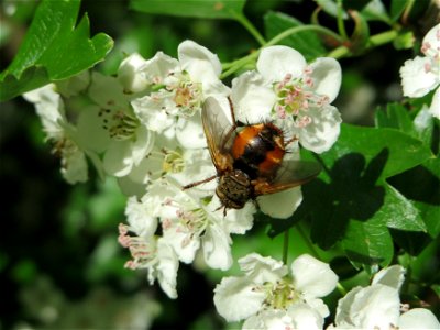 Igelfliege (Tachina fera) an einem Weißdorn (Crataegus monogyna) am Staden in Saarbrücken