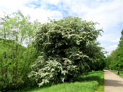 Weißdorn (Crataegus monogyna) an der Saar in Saarbrücken