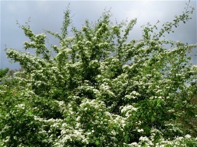 Weißdorn (Crataegus monogyna) im Naturschutzgebiet "St. Arnualer Wiesen"