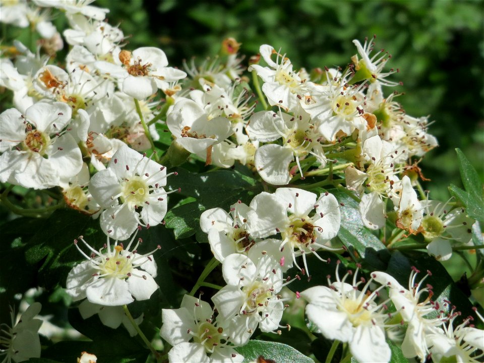 Eingriffeliger Weißdorn (Crataegus monogyna) im Landschaftsschutzgebiet Hockenheimer Rheinbogen