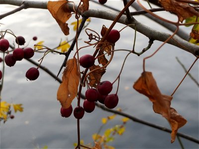 Weißdorn (Crataegus monogyna) an der Saar in Saarbrücken