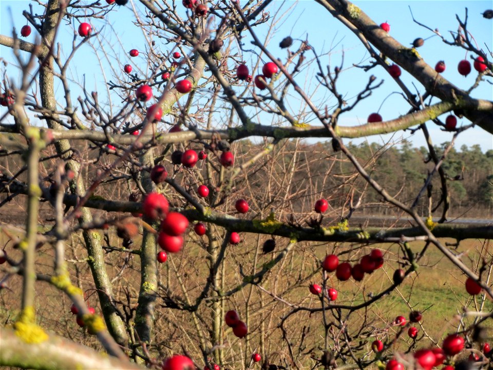Eingriffeliger Weißdorn (Crataegus monogyna) bei Hockenheim