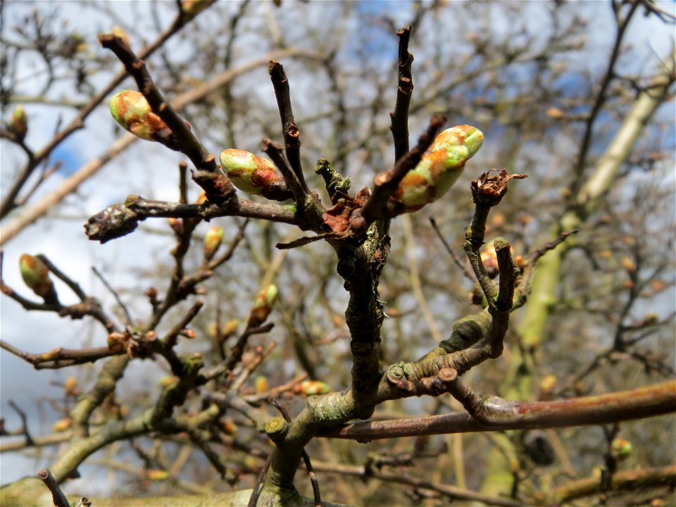 Weißdorn (Crataegus monogyna) im Almet in Saarbrücken