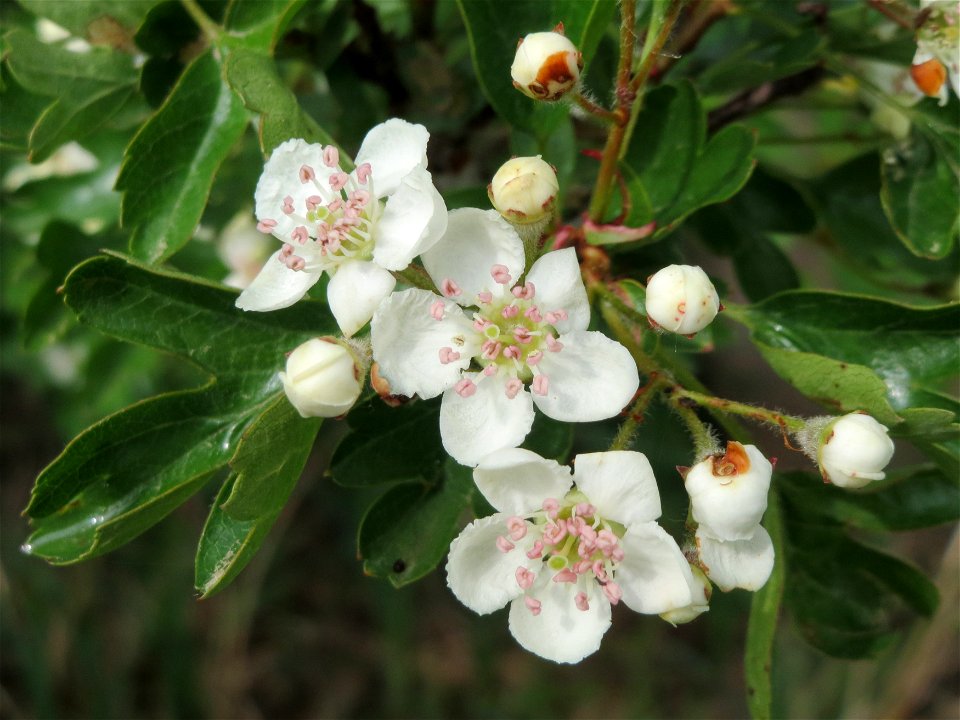 Weißdorn (Crataegus monogyna) im Landschaftsschutzgebiet Hockenheimer Rheinbogen