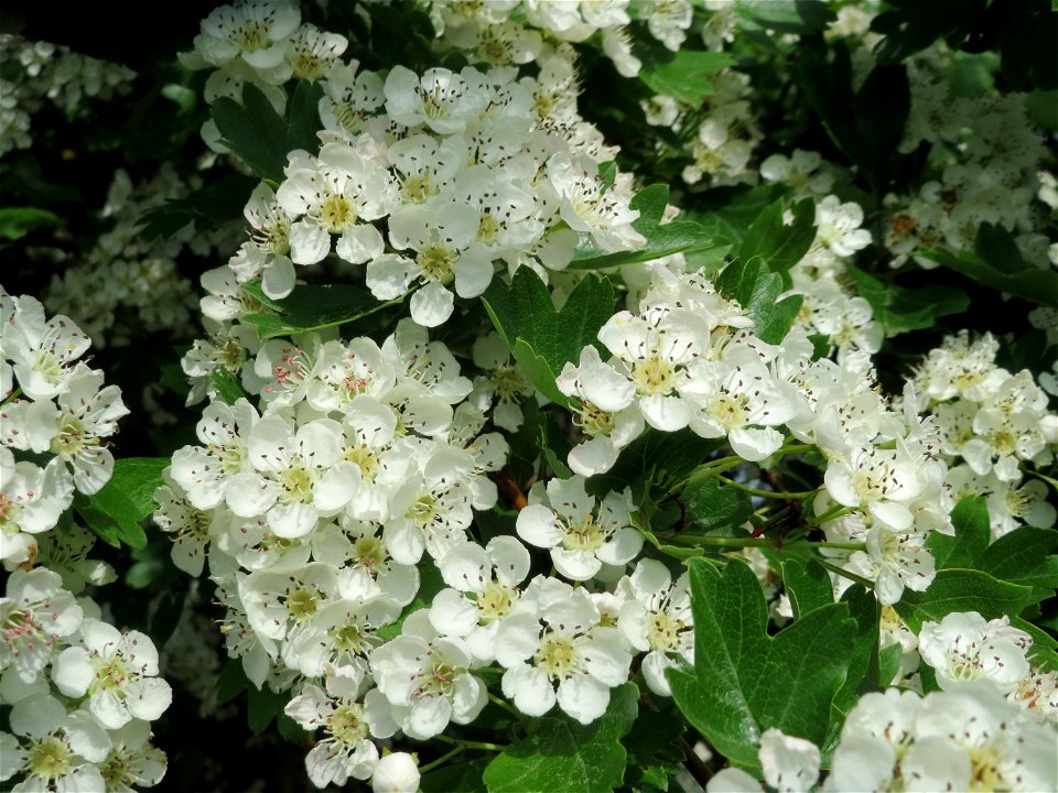 Eingriffeliger Weißdorn (Crataegus monogyna) im Naturschutzgebiet „Mirabellenhecke in den Horststückern“ im Landschaftsschutzgebiet „Hockenheimer Rheinbogen“