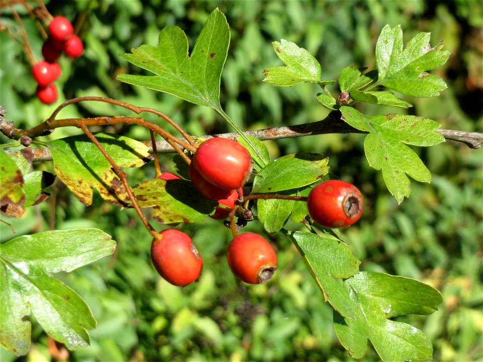 Eingriffeliger Weißdorn (Crataegus monogyna) in Saarbrücken