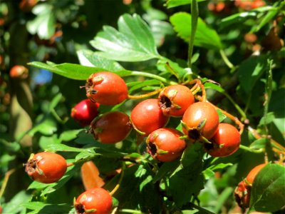 Eingriffeliger Weißdorn (Crataegus monogyna) im Naturschutzgebiet "St. Arnualer Wiesen" photo