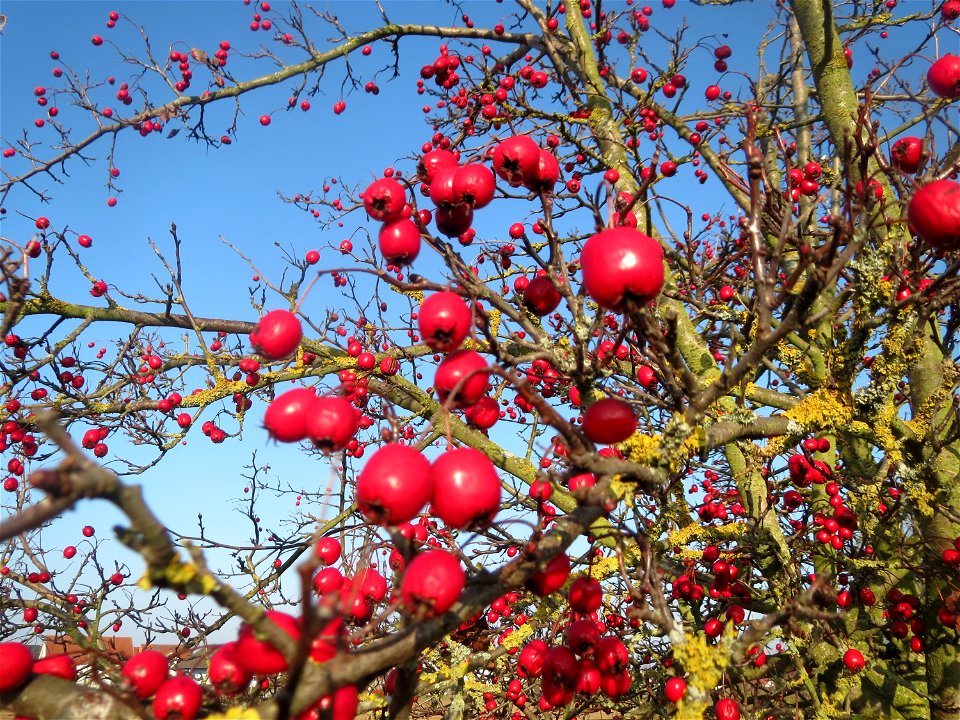 Typische Feldrandvegetation im Dezember: Eingriffeliger Weißdorn (Crataegus monogyna) bei Hockenheim