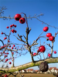 Typische Feldrandvegetation im Dezember: Eingriffeliger Weißdorn (Crataegus monogyna) bei Hockenheim