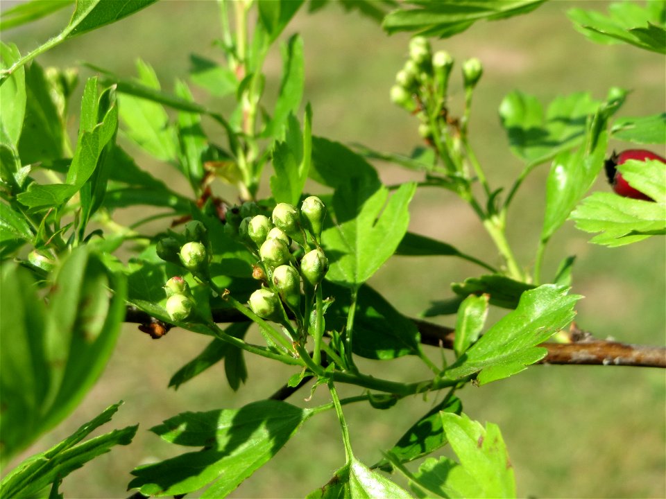 Blütenknospen vom Eingriffeligen Weißdorn (Crataegus monogyna) auf einem Grünstreifen zwischen Eisenbahnstraße und Am Damm in Hockenheim