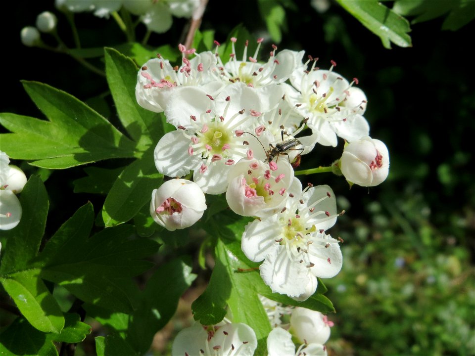 Blüten vom Eingriffeligen Weißdorn (Crataegus monogyna) auf einem Grünstreifen zwischen Eisenbahnstraße und Am Damm in Hockenheim