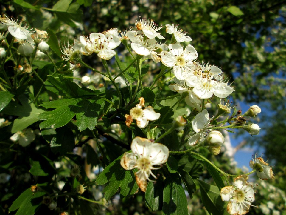 Eingriffeliger Weißdorn (Crataegus monogyna) im Landschaftsschutzgebiet „Hockenheimer Rheinbogen“