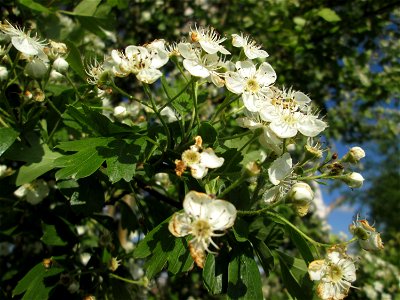 Eingriffeliger Weißdorn (Crataegus monogyna) im Landschaftsschutzgebiet „Hockenheimer Rheinbogen“