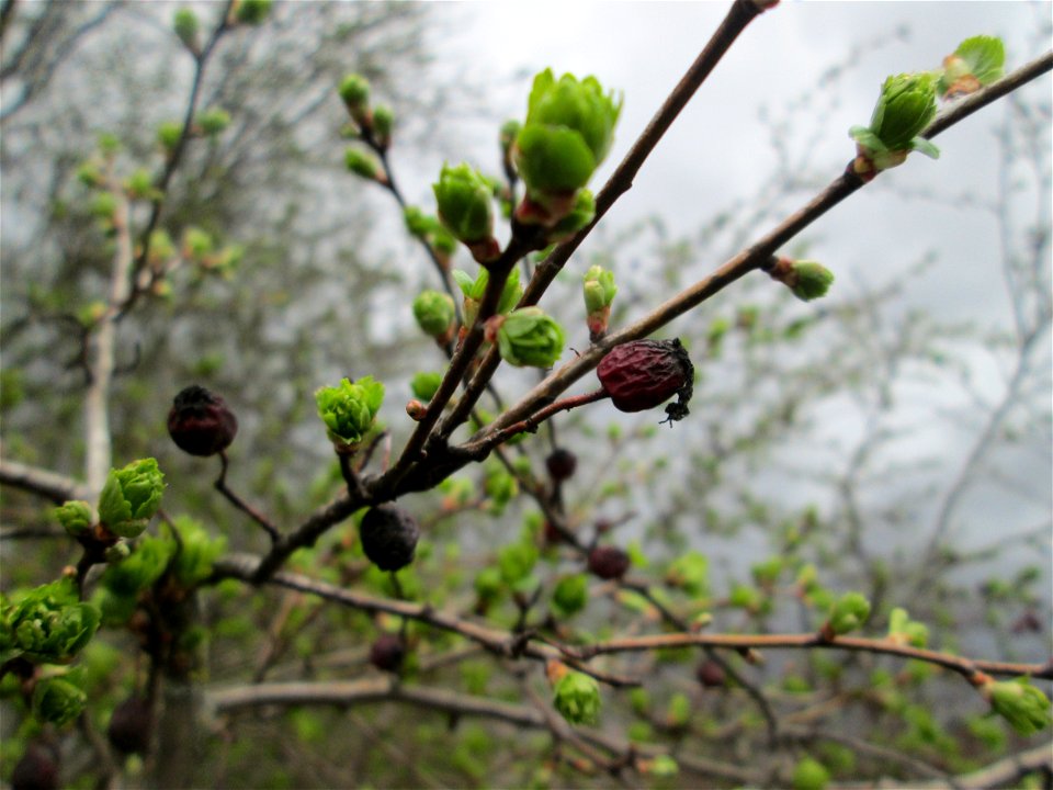 Knospender Eingriffeliger Weißdorn (Crataegus monogyna) bei Ketsch (Gemarkung Schwetzingen) - im Gegensatz zu vielen anderen Kernobstgewächsen knospen beim Weißdorn zuerst die Blätter und nicht die Bl