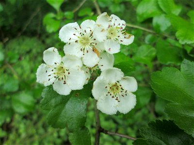 Zweigriffeliger Weißdorn (Crataegus laevigata) oberhalb vom Drahtzugweiher im Deutschmühlental in Alt-Saarbrücken